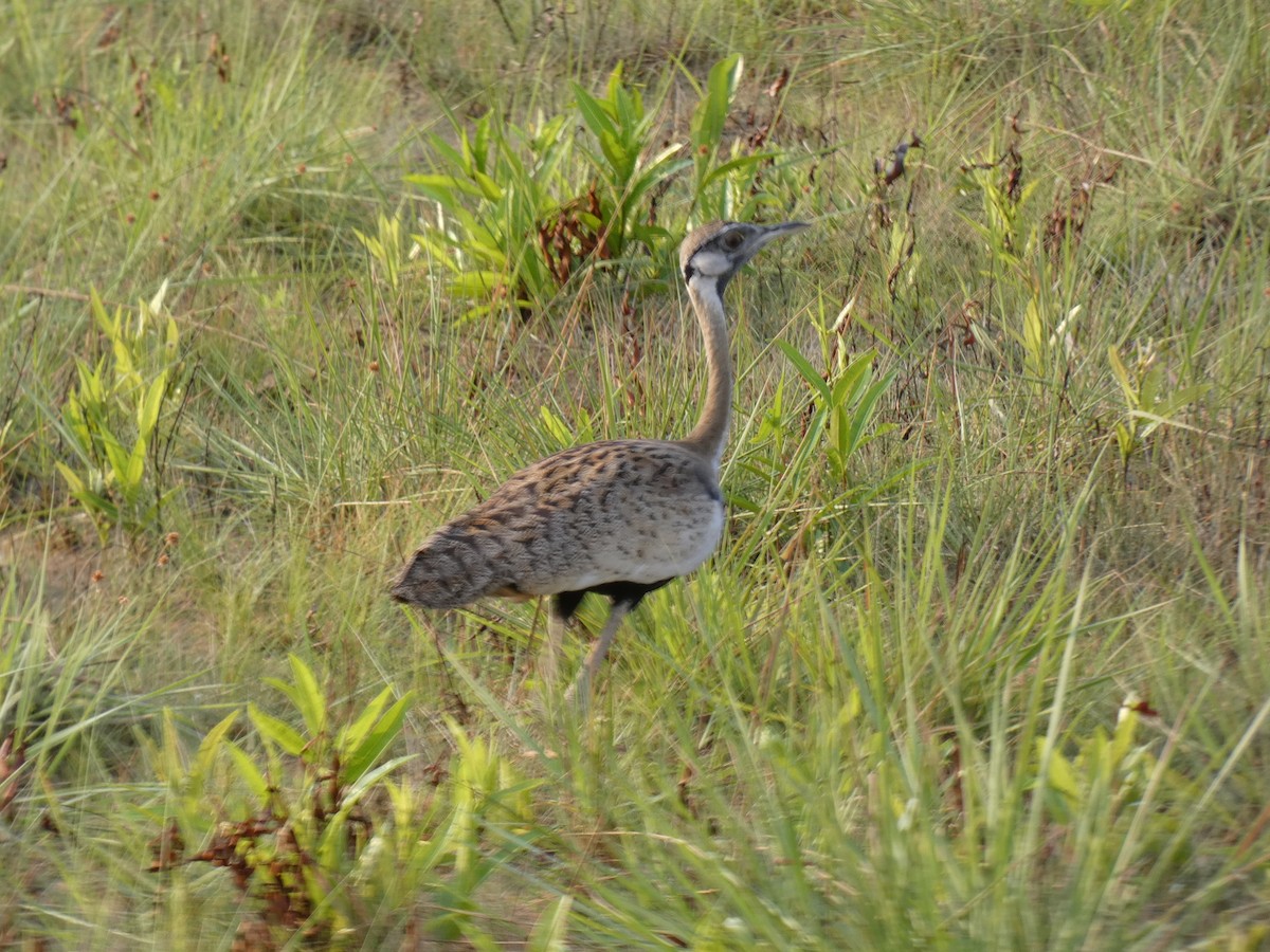 Black-bellied Bustard - ML644879886