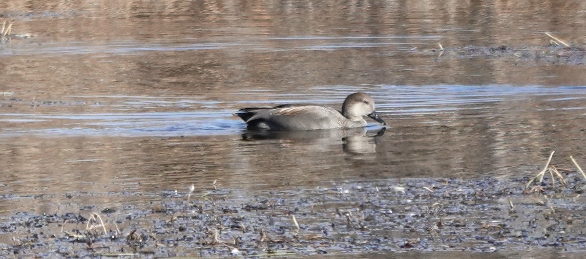 Gadwall - ML644879890