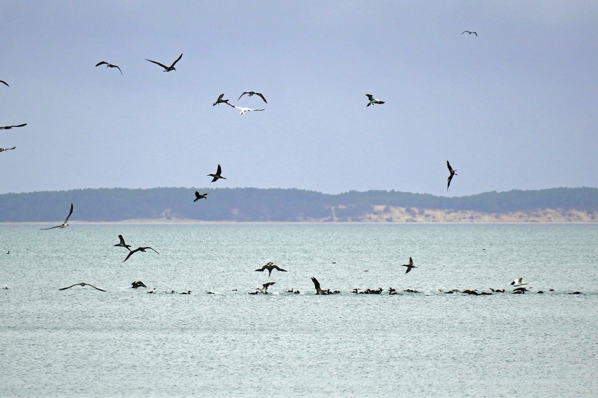 Alcatraz Atlántico - ML644879891