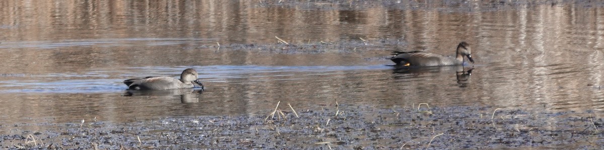 Gadwall - ML644879893