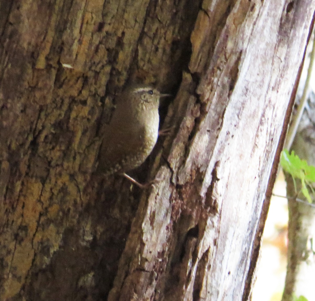 Winter Wren - ML644879895