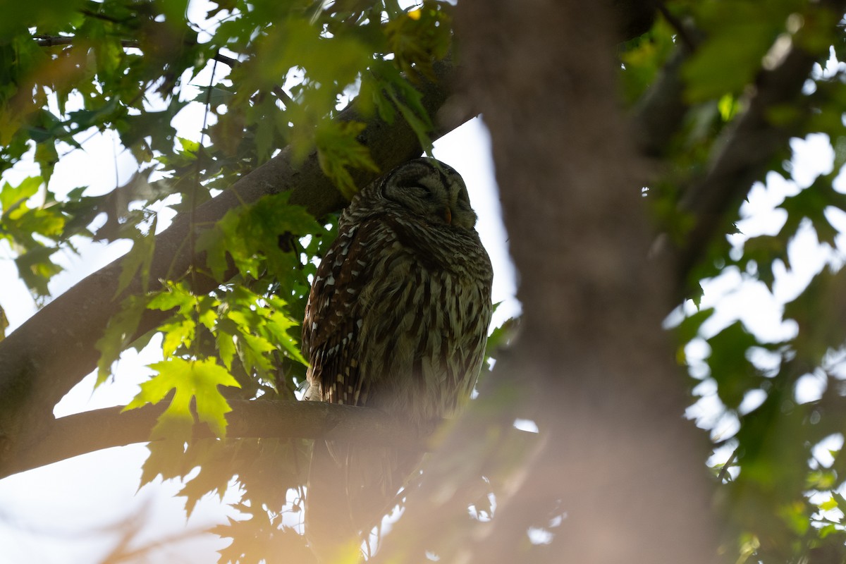 Barred Owl - ML644879902