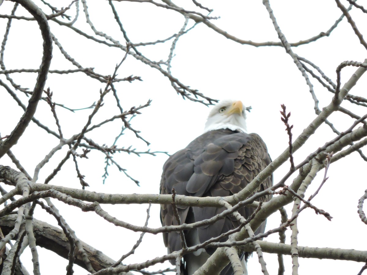 hvithodehavørn - ML644879912