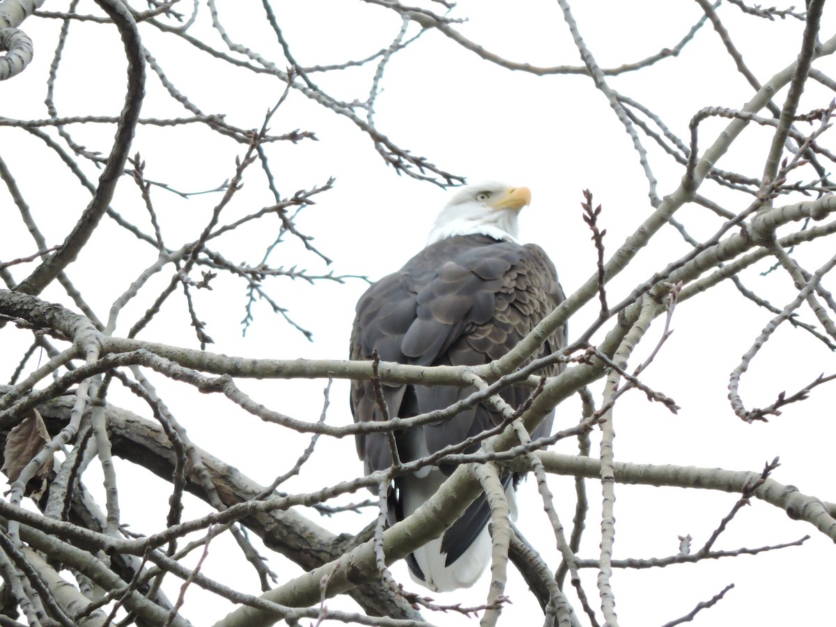 hvithodehavørn - ML644879913