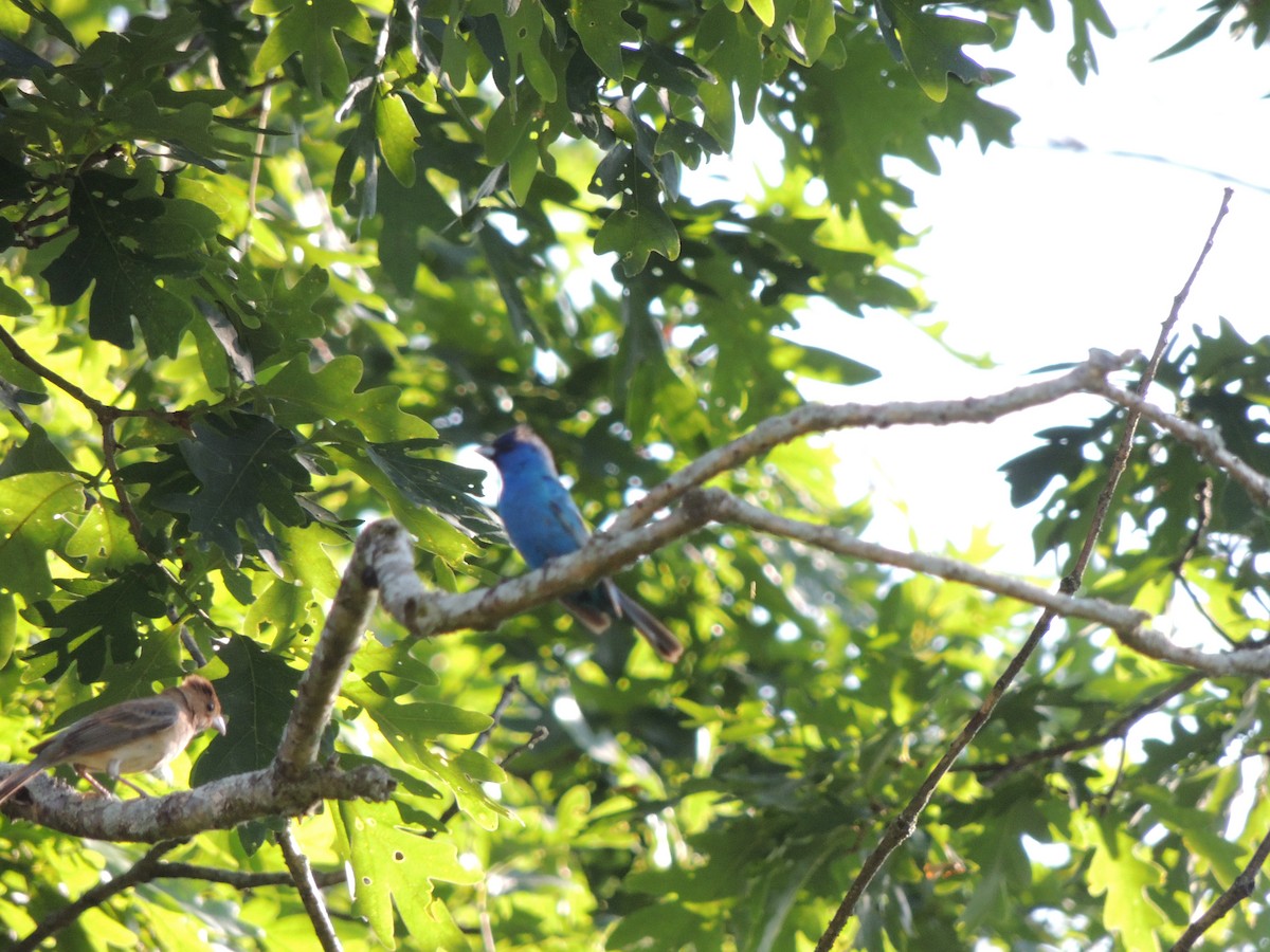 Индиговый колорин - ML644879922