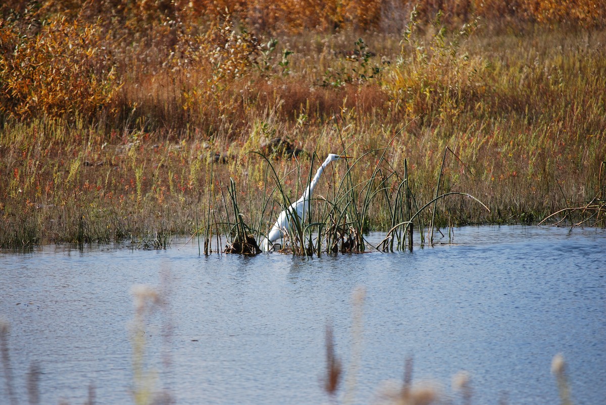 Great Egret - ML644879929