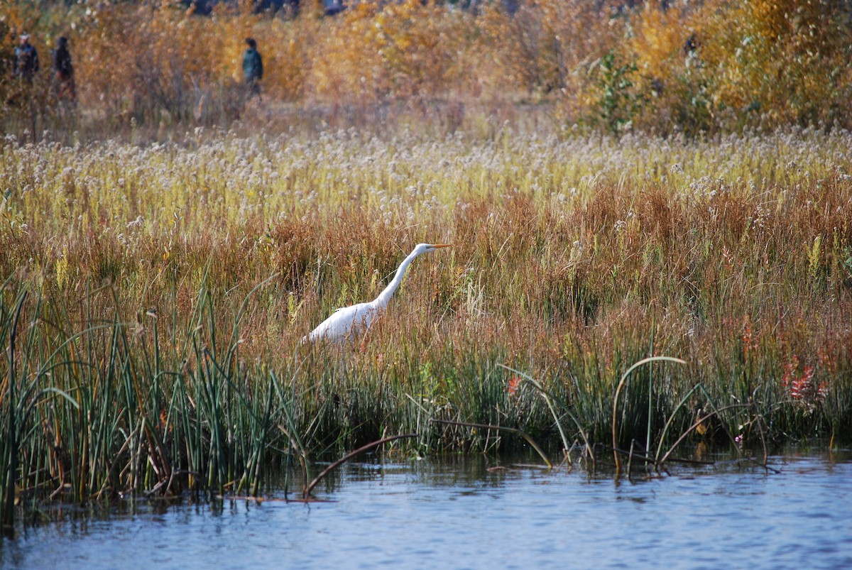 Great Egret - ML644879930