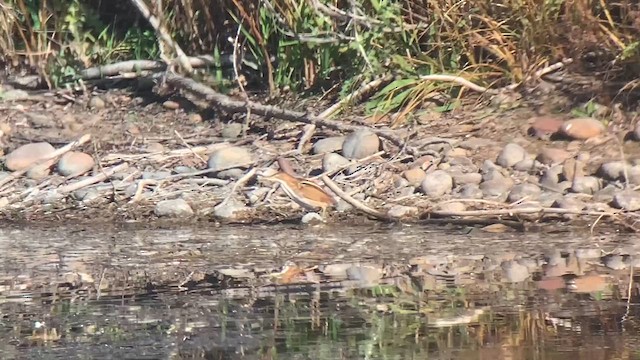 Least Bittern - ML644879936