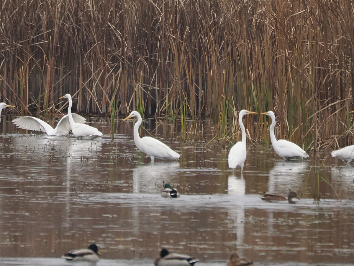 Great Egret - ML644879959