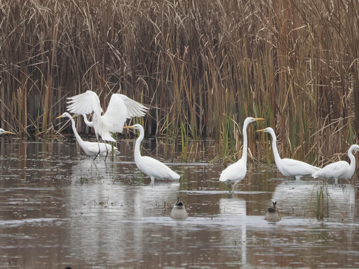 Great Egret - ML644879960