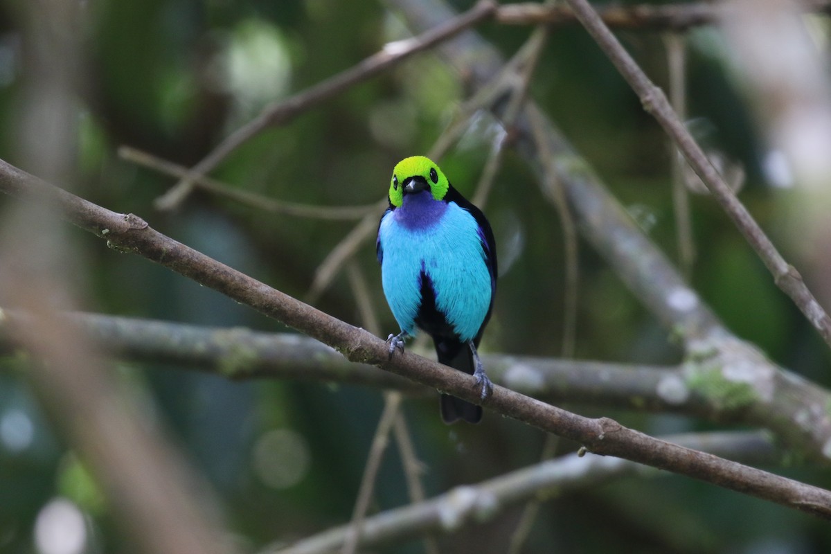 Paradise Tanager - ML644879961