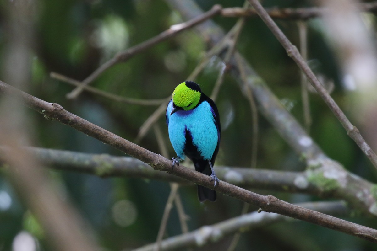 Paradise Tanager - ML644879963