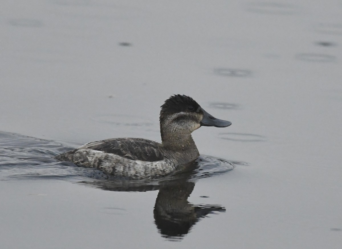 Ruddy Duck - ML644879982