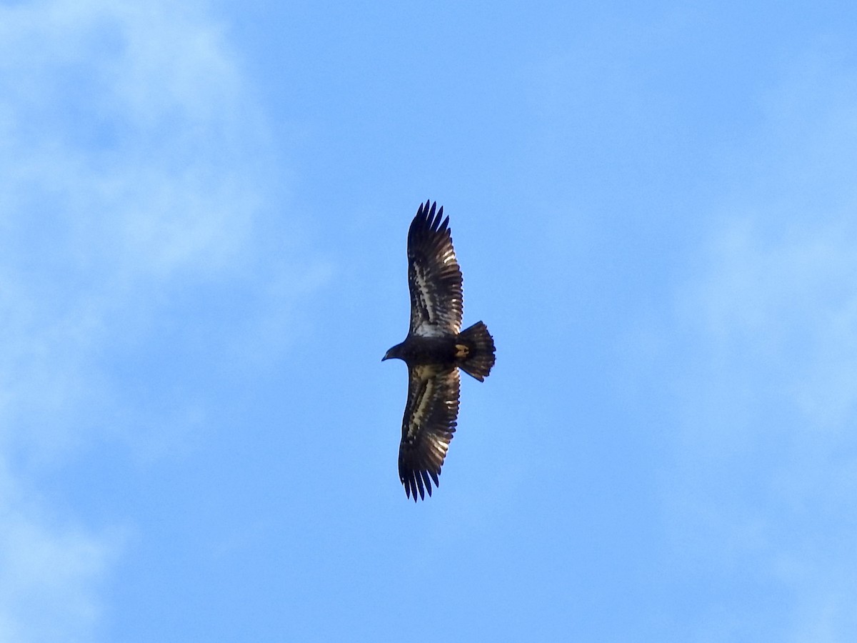 hvithodehavørn - ML644879989