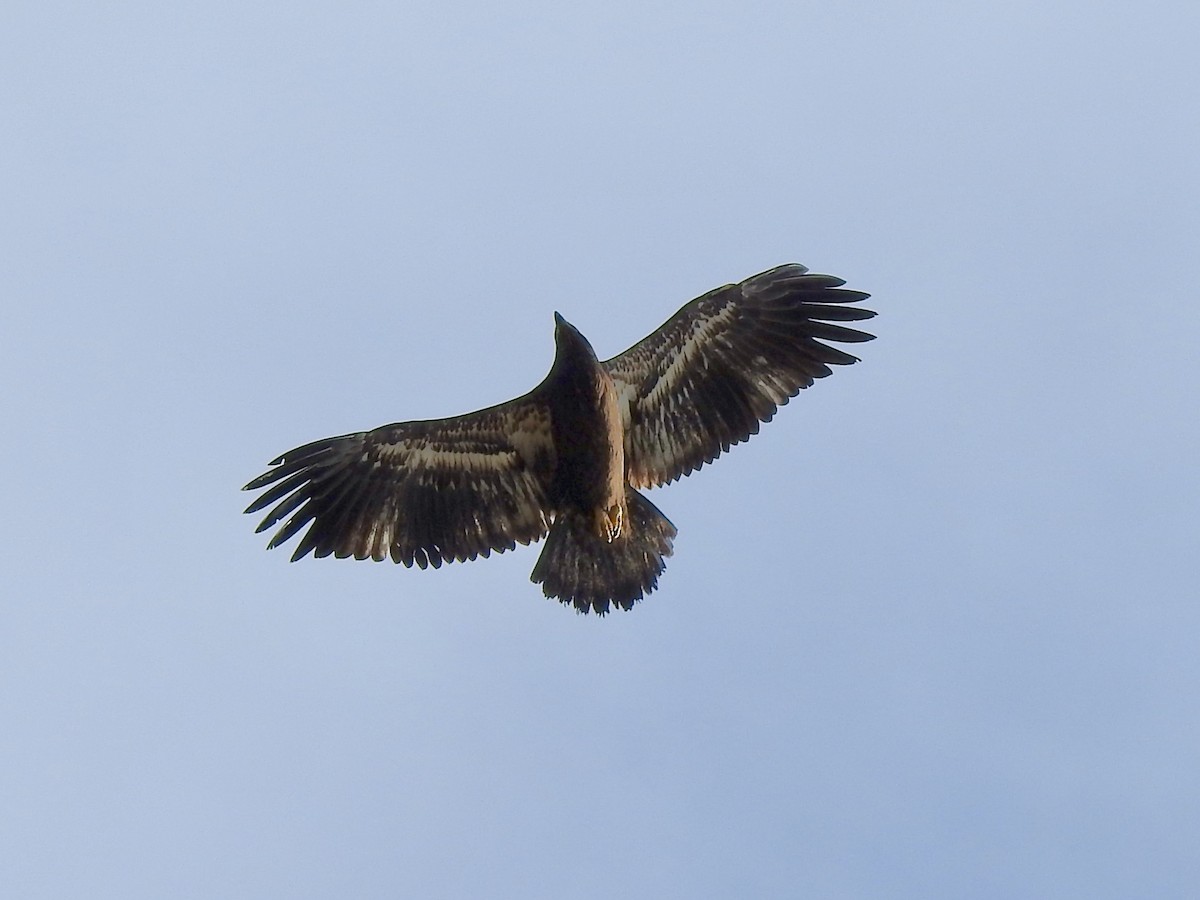 hvithodehavørn - ML644879990