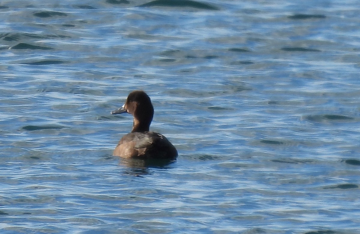 polák vlnkovaný - ML644879998