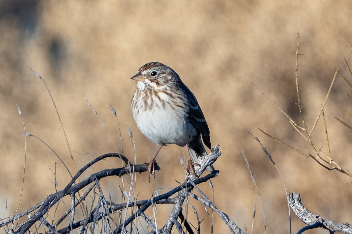 Vesper Sparrow - ML644880003