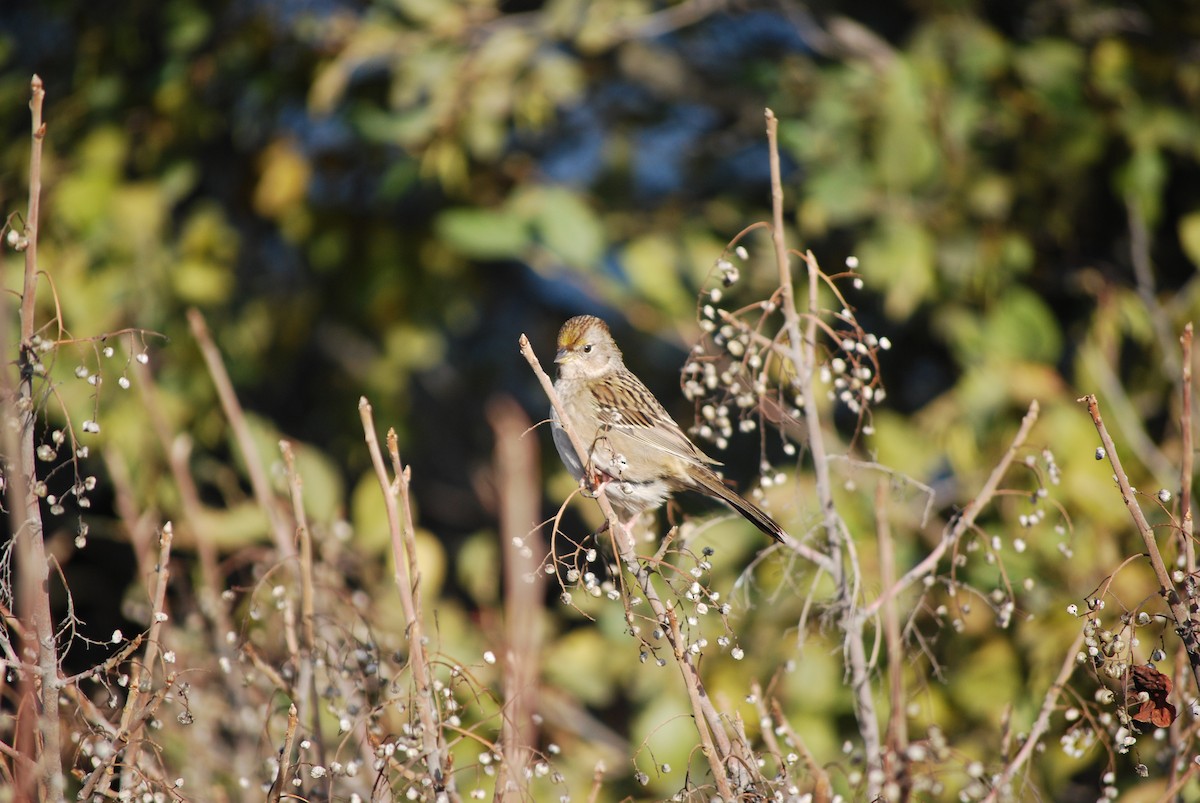 Golden-crowned Sparrow - ML644880005