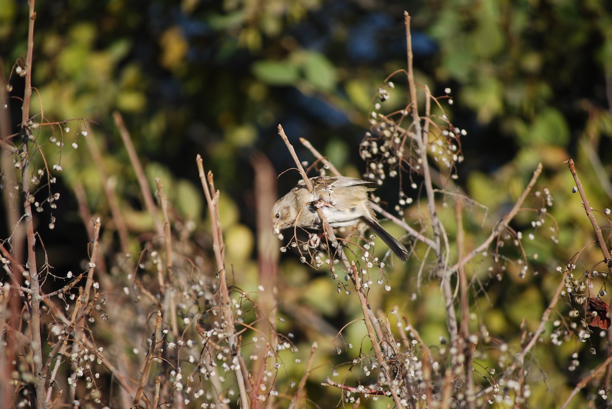 Golden-crowned Sparrow - ML644880006