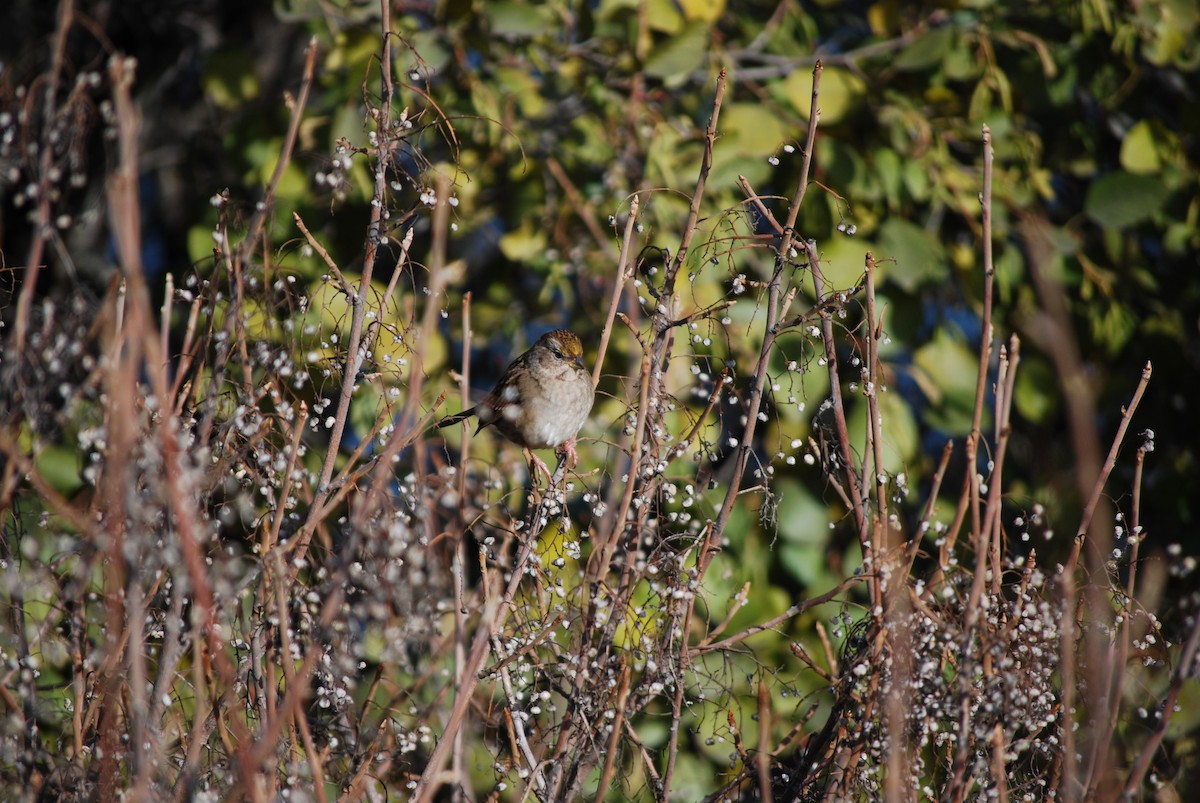 Golden-crowned Sparrow - ML644880007