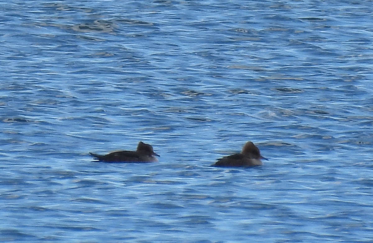 morčák chocholatý - ML644880009