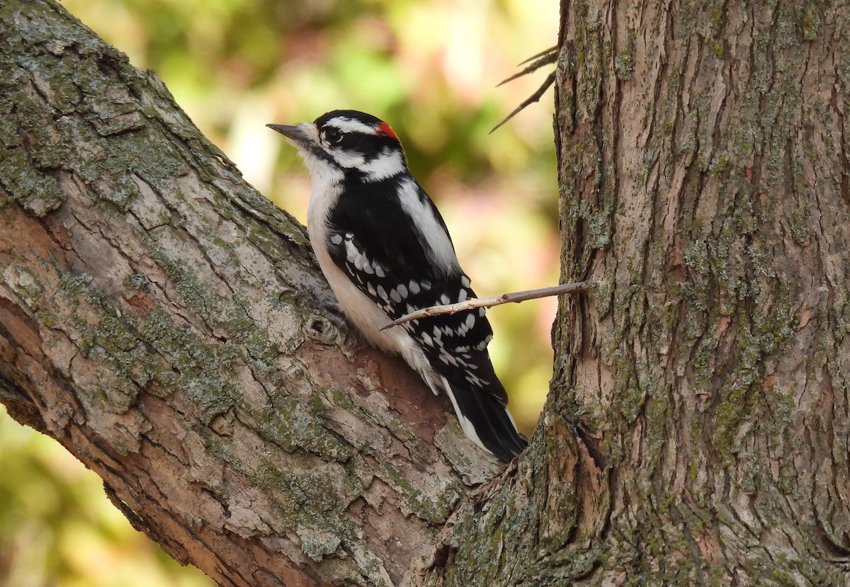 strakapoud osikový - ML644880021