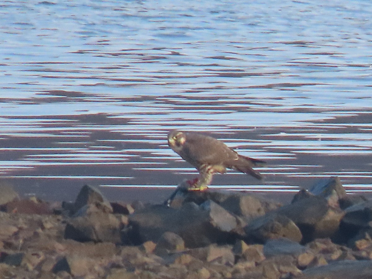 Peregrine Falcon - ML644880027