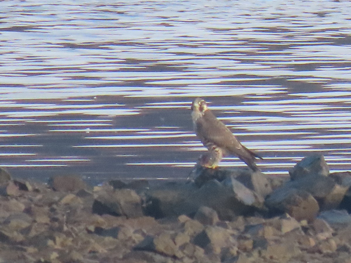 Peregrine Falcon - ML644880028