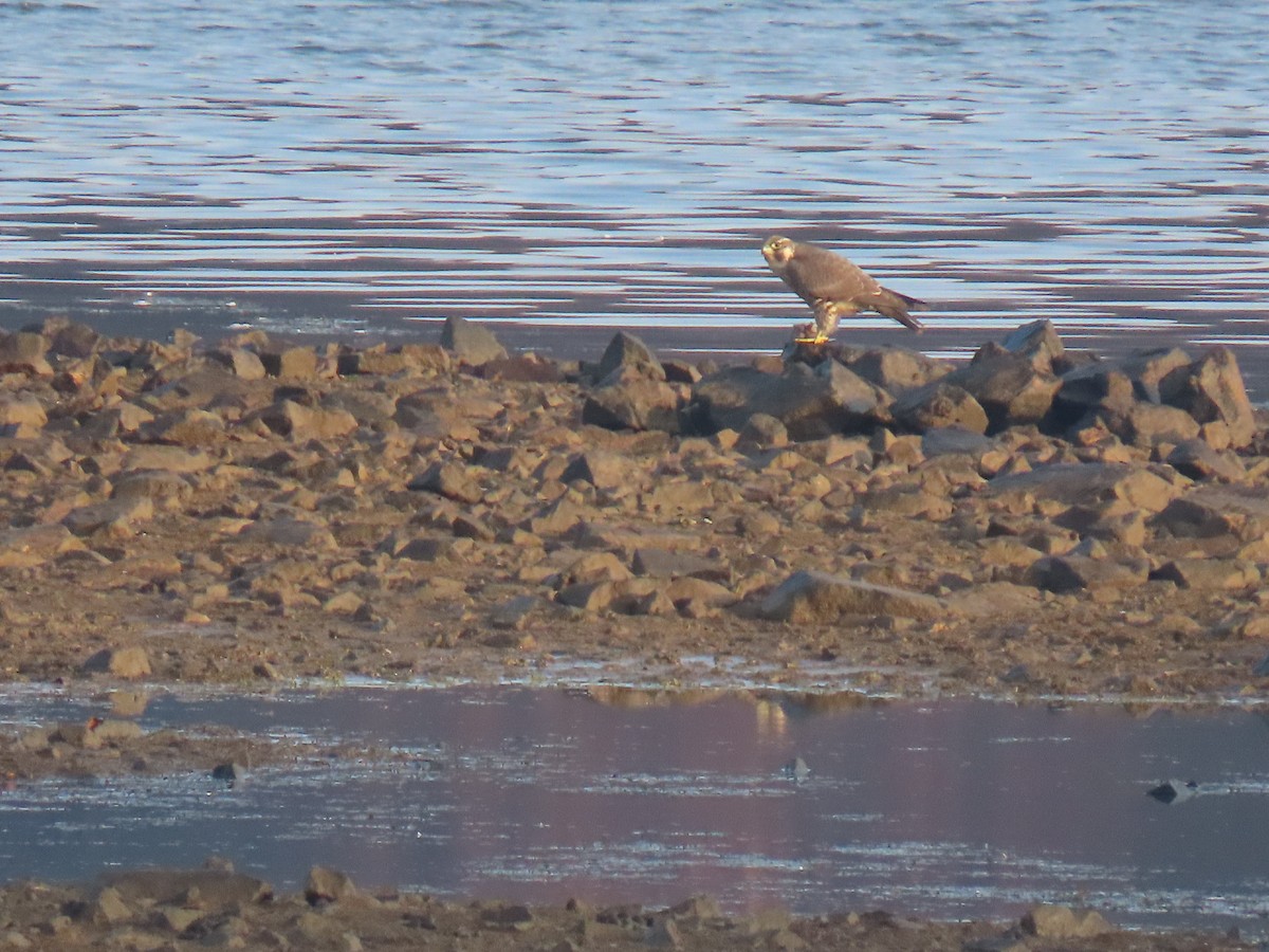 Peregrine Falcon - ML644880029