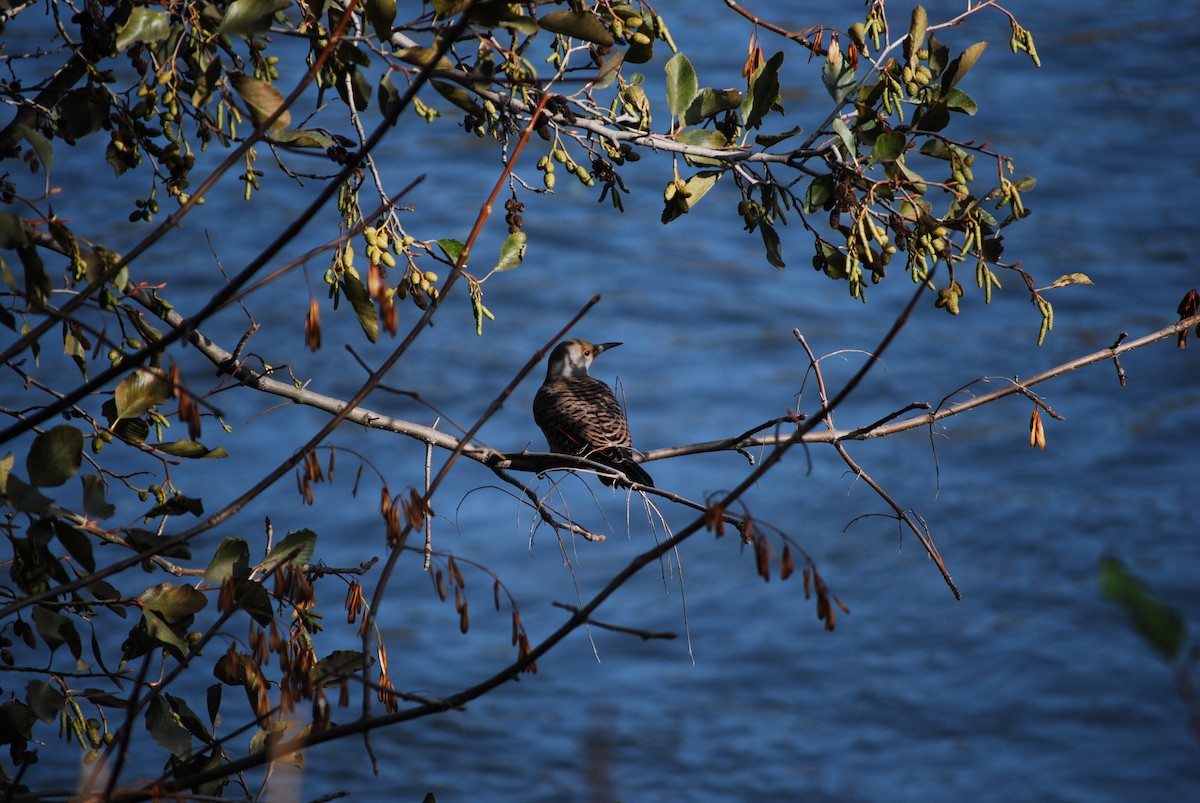 Northern Flicker - ML644880032