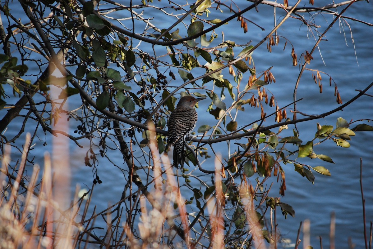 Northern Flicker - ML644880033