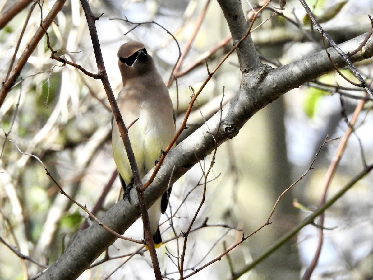 Jaseur d'Amérique - ML644880040