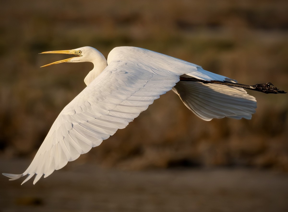 Great Egret - ML644880041