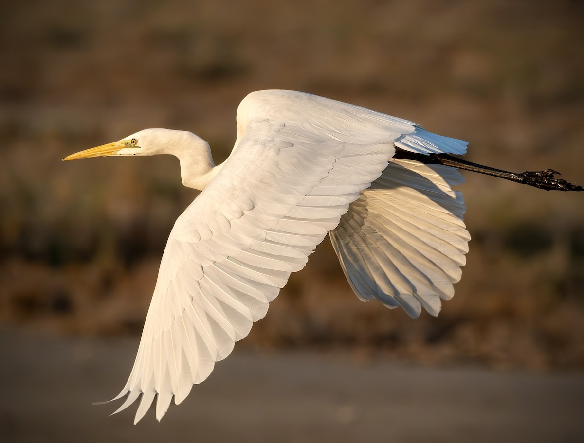 Great Egret - ML644880042