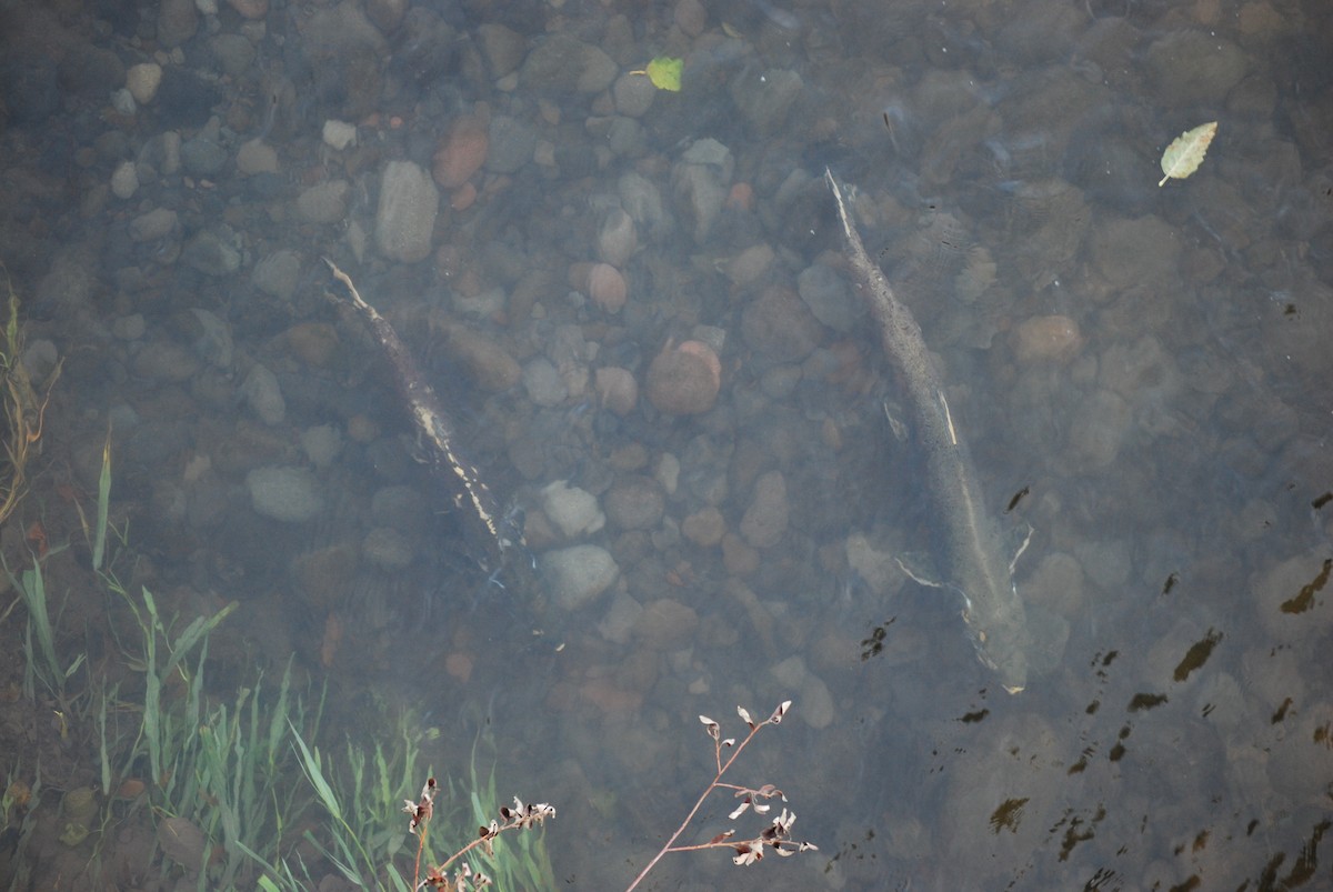 Ray-finned Fishes - ML644880047