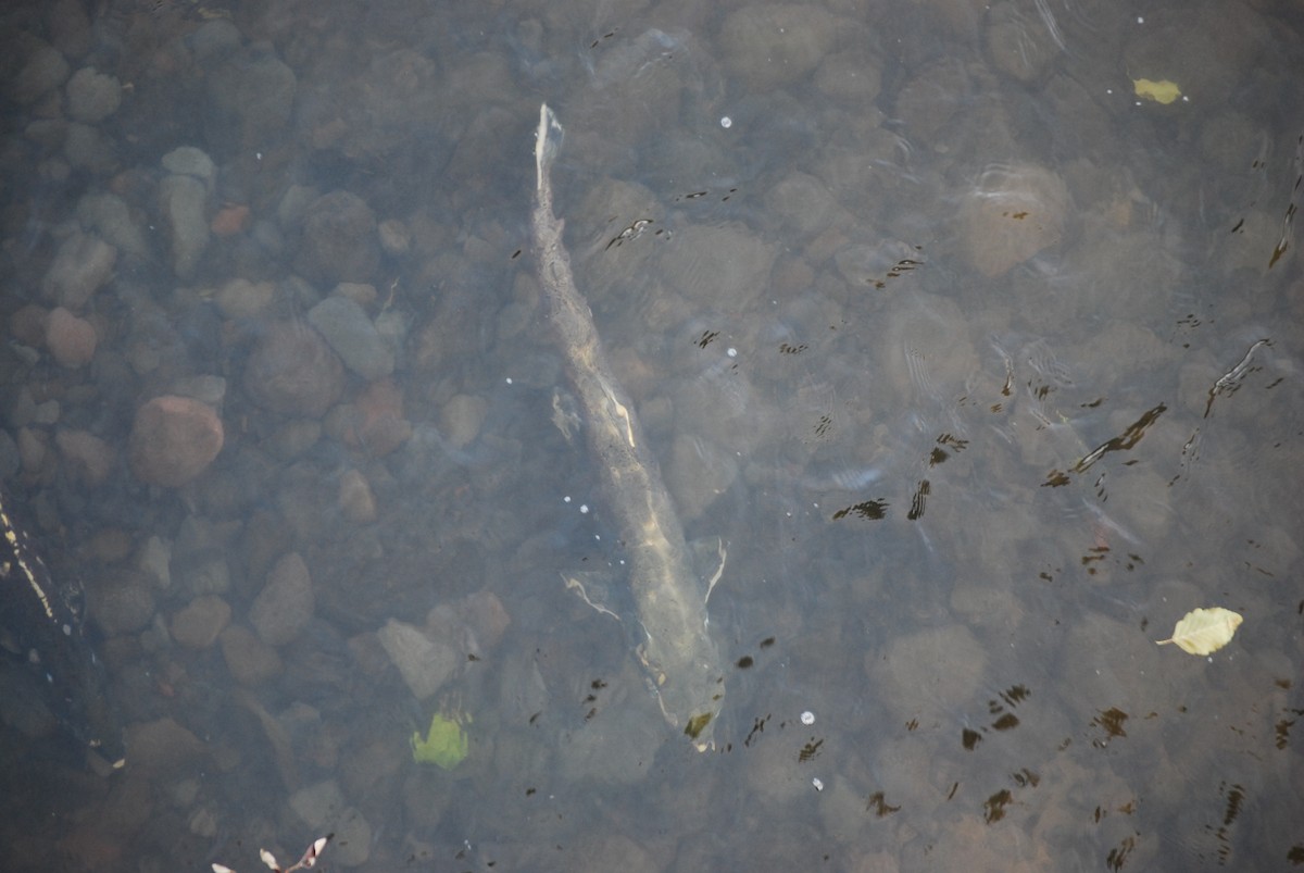 Ray-finned Fishes - ML644880048