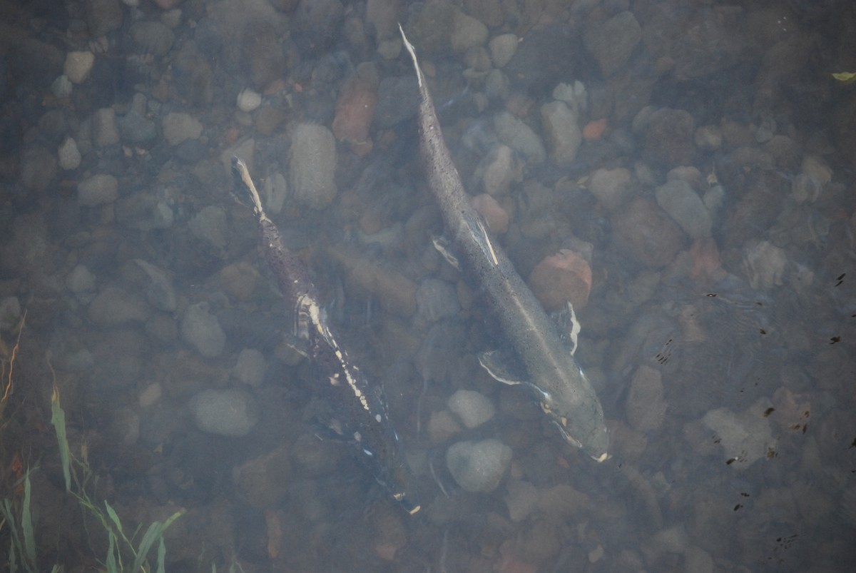 Ray-finned Fishes - ML644880049