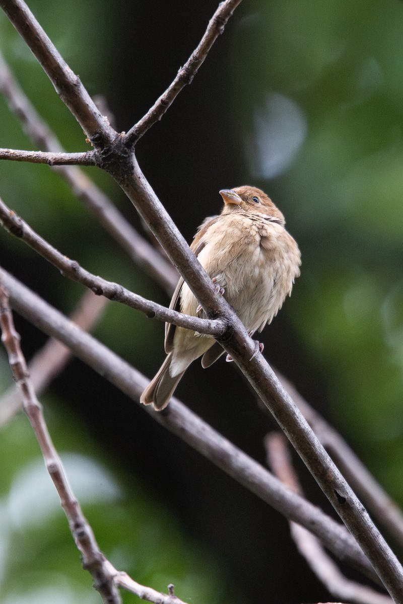 Индиговый колорин - ML644880055