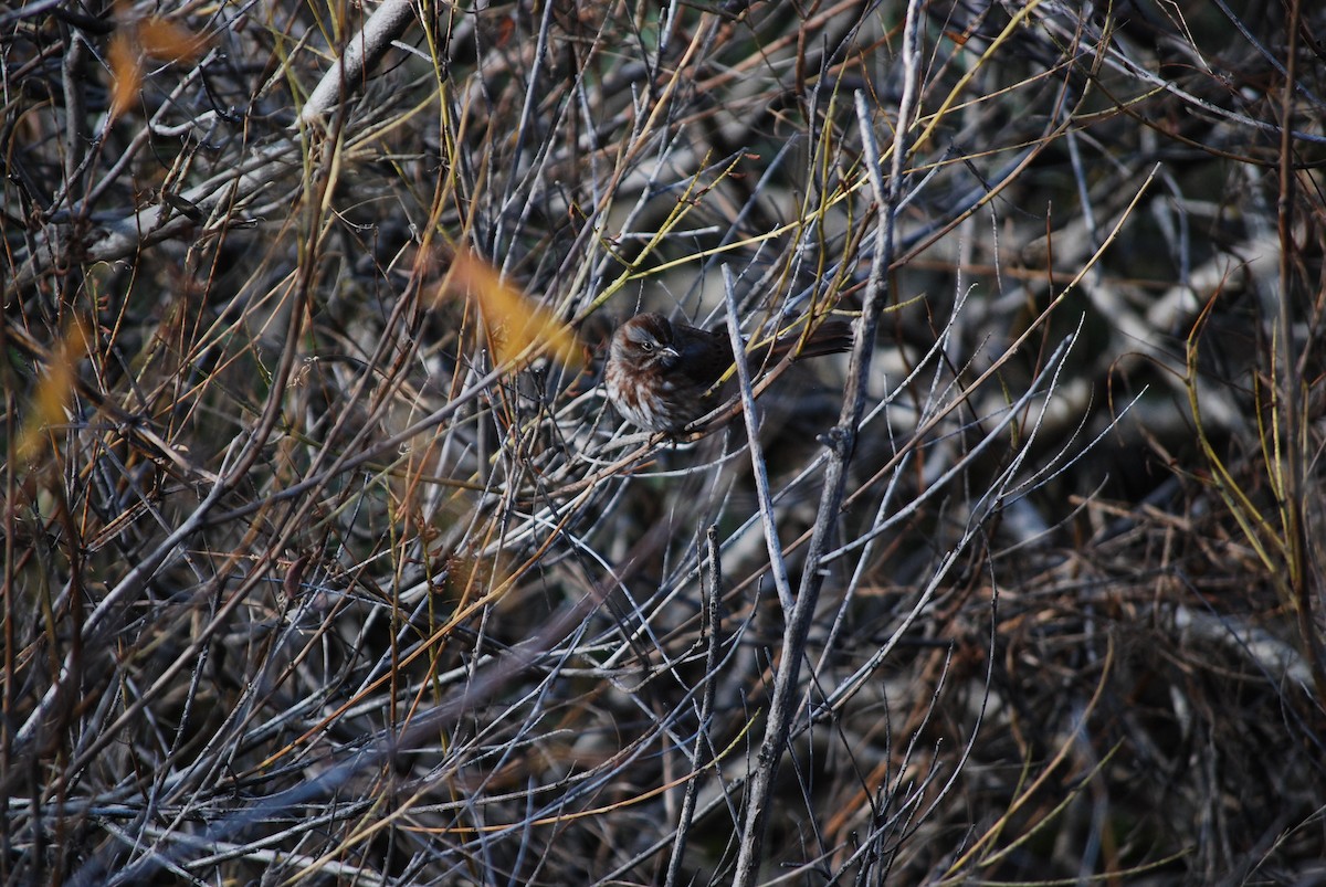 Song Sparrow - ML644880101