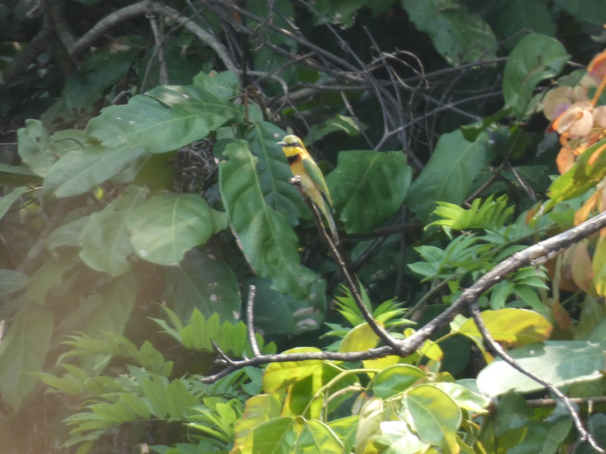 Little Bee-eater - ML644880112