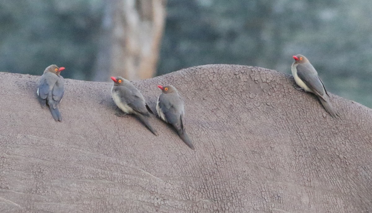 rødnebboksehakker - ML644880123