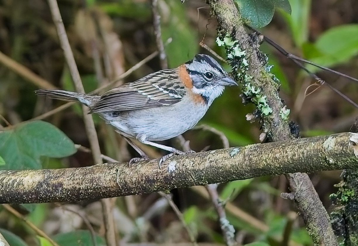 Morgenammer - ML644880135