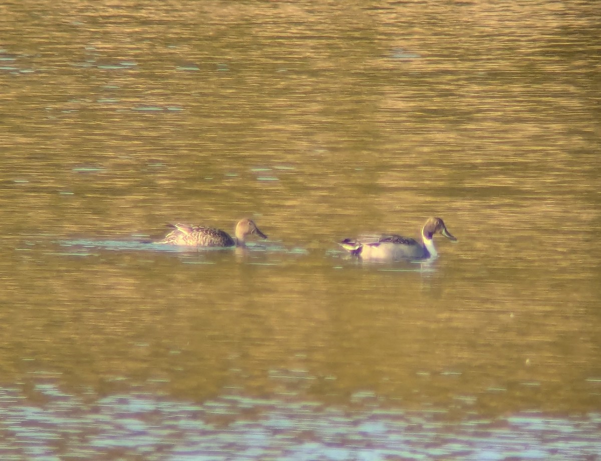 ostralka štíhlá - ML644880163