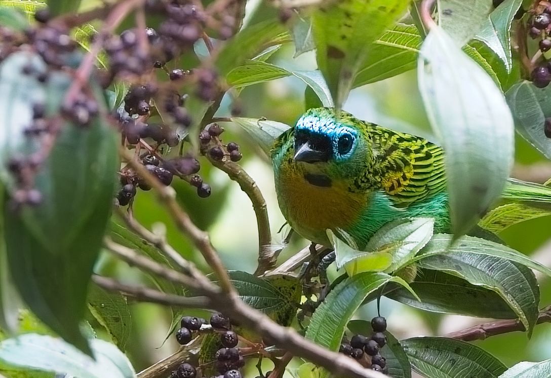 Tangara de Desmarest - ML644880166