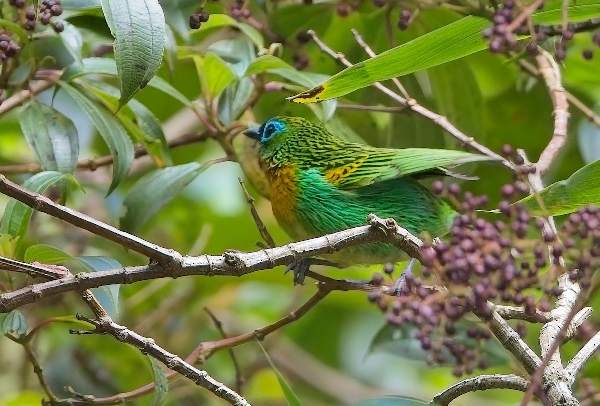 Tangara de Desmarest - ML644880167