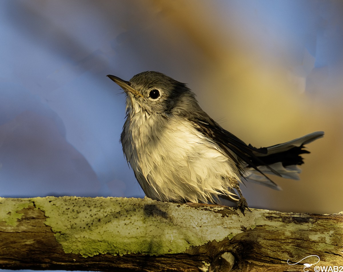 Голубая комароловка - ML644880208