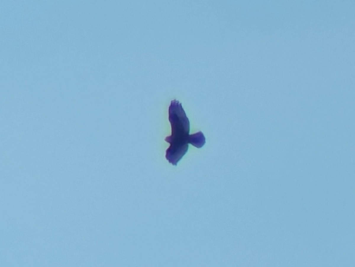 káně rousná - ML644880209