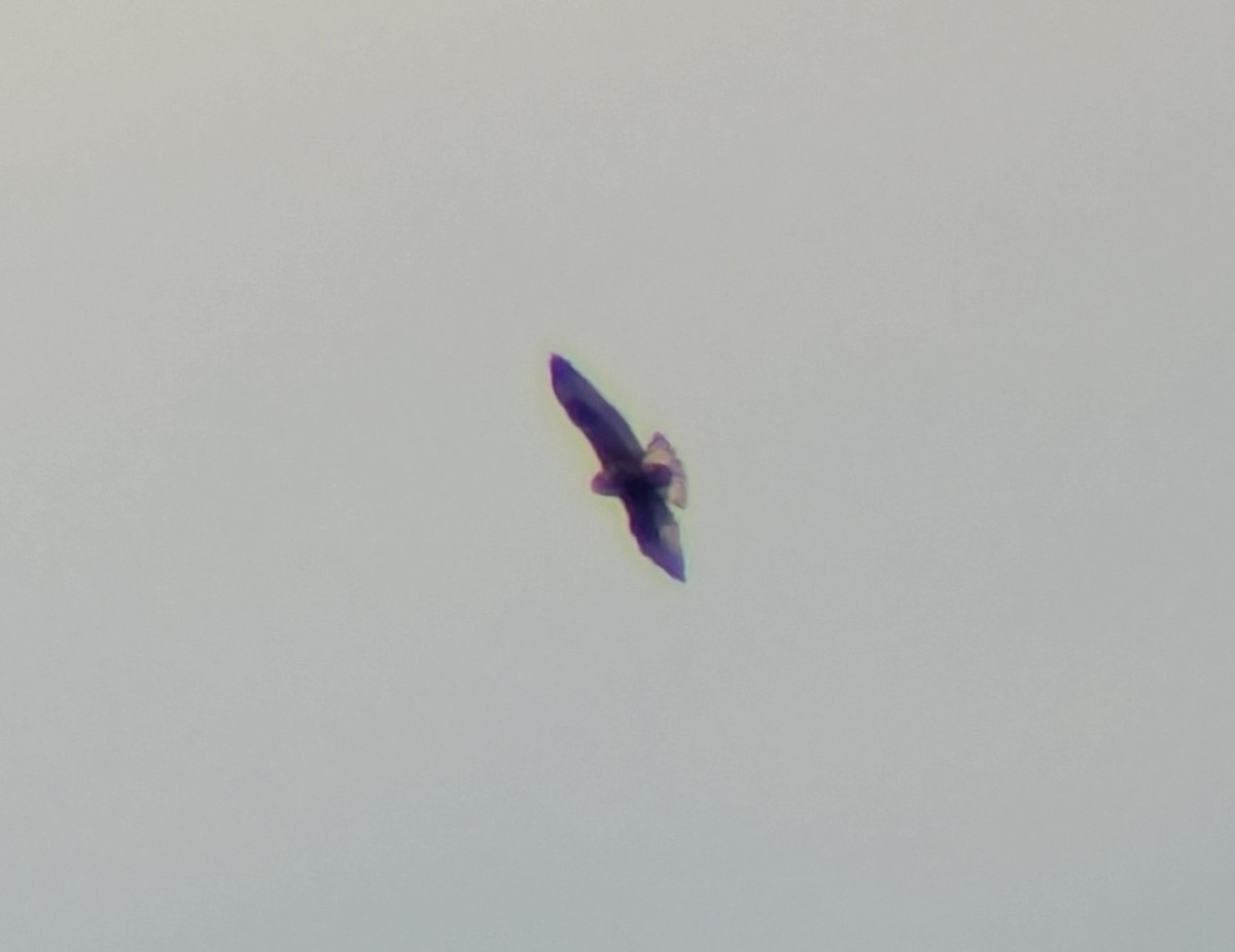 káně rousná - ML644880215