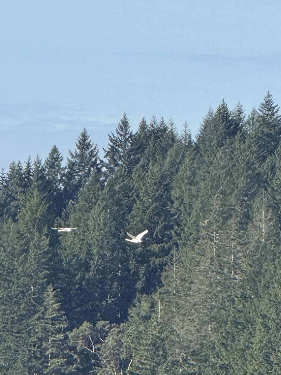 Trumpeter Swan - ML644880227