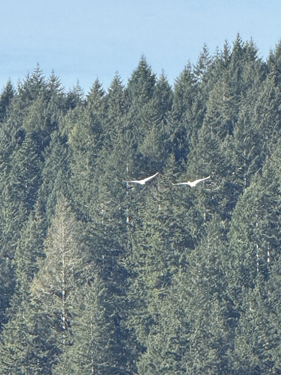 Trumpeter Swan - ML644880229